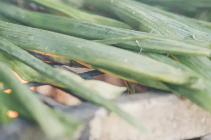 ¿Qué son los calçots? Descubre cómo, cuándo y dónde comerlos