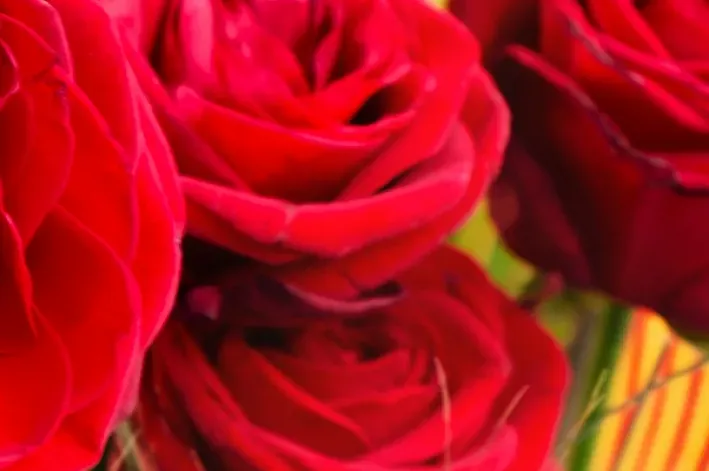 La Diada de Sant Jordi, una de las tradiciones catalanas más bonitas