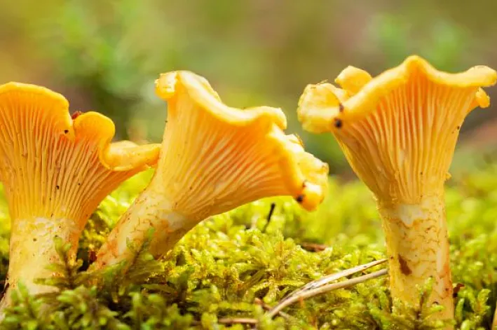Productos gastronómicos de otoño típicos de Girona