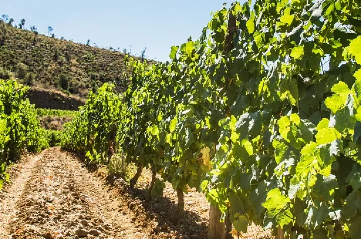 15 bodegas para visitar en el Alto Ampurdán