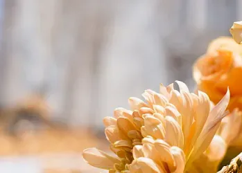 Temps de Flors: el estallido de la primavera en Girona