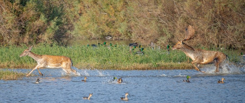 Animaux et faune du Parc naturel des Aiguamolls de l’Empordà